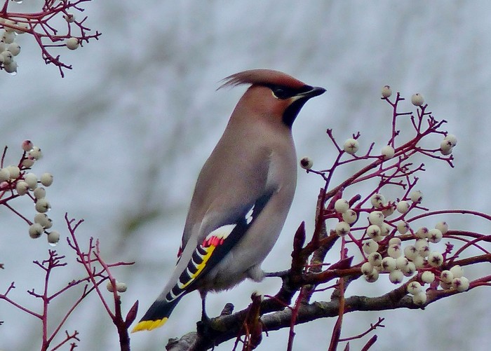 Waxwing
