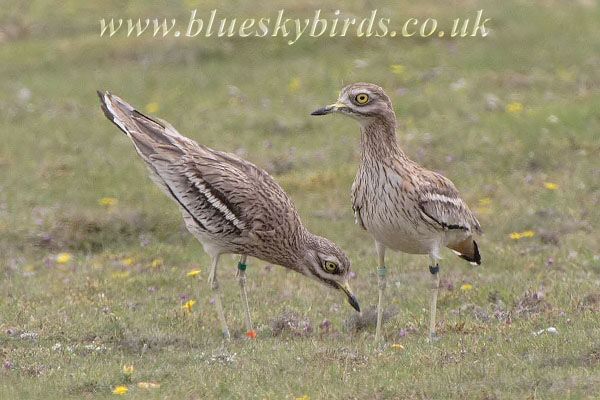 Stone Curlew