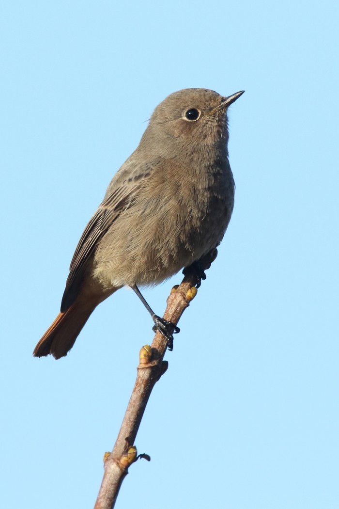 Black Redstart