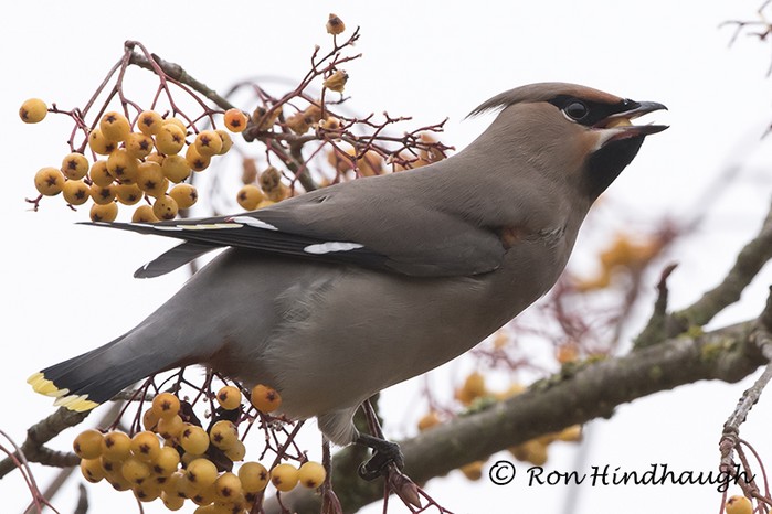 Waxwing