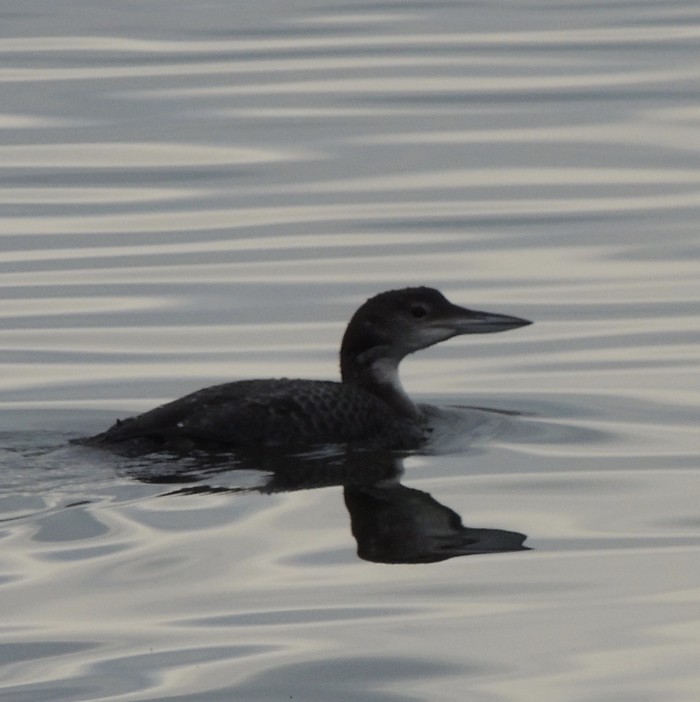 Great Northern Diver