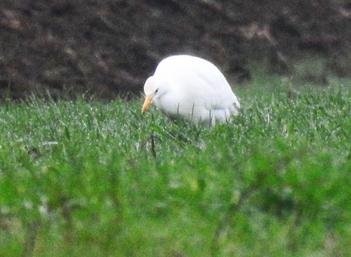 Cattle Egret