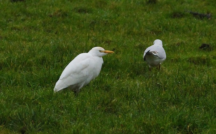 Cattle Egret
