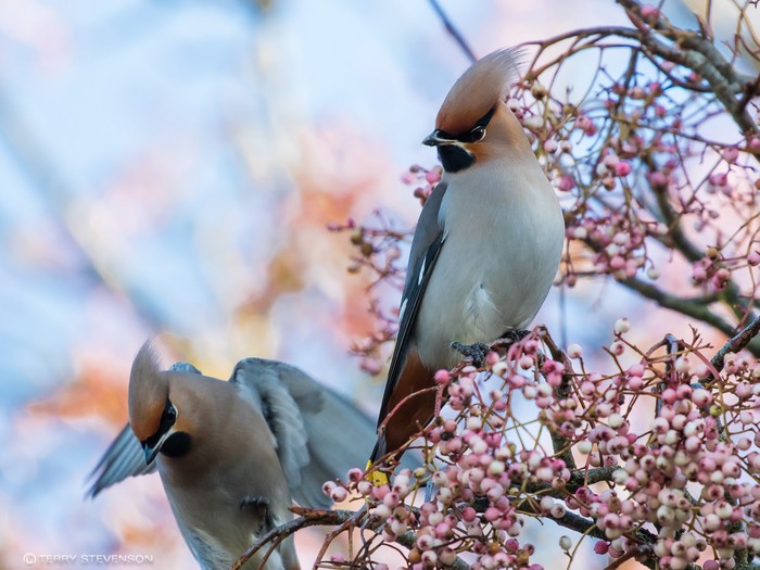 Waxwing