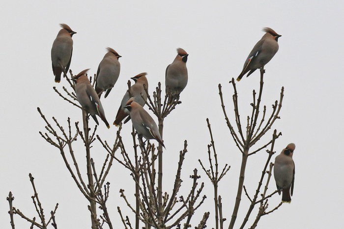 Waxwing
