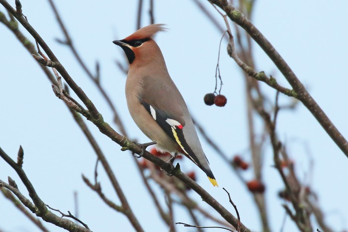 Waxwing