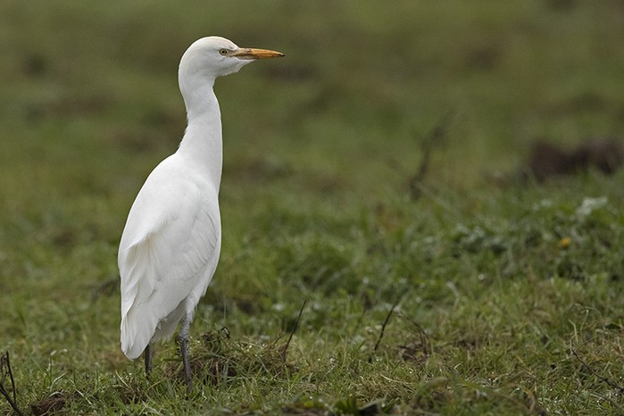 Cattle Egret