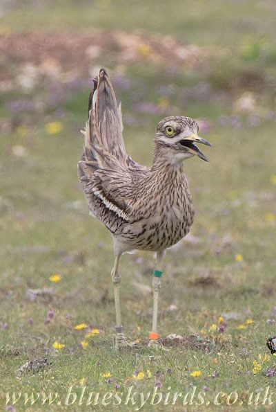 Stone Curlew