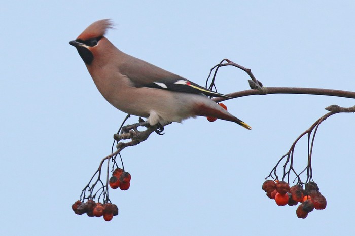 Waxwing