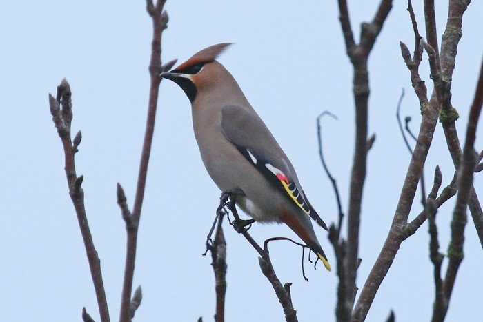 Waxwing