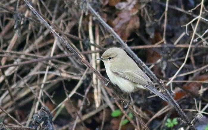 Siberian Chiffchaff