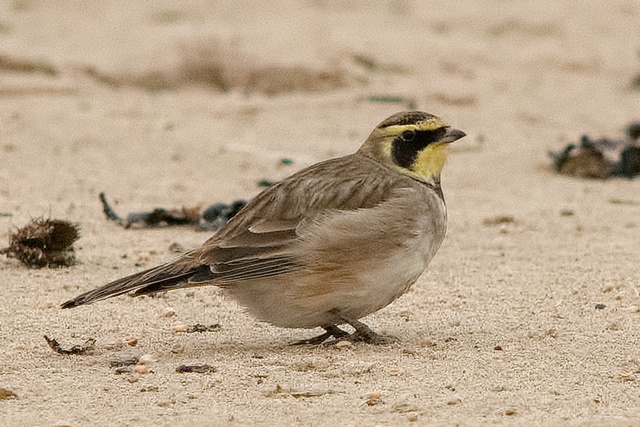 Shorelark