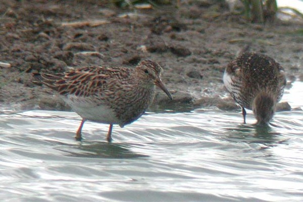 Pectoral Sandpiper