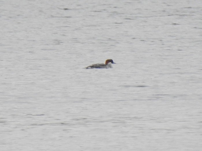 Smew