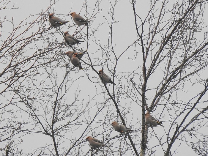 Waxwing