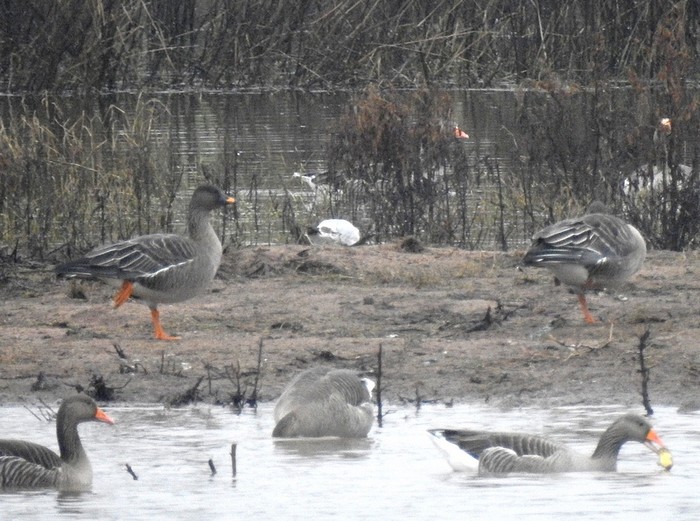 Tundra Bean Goose