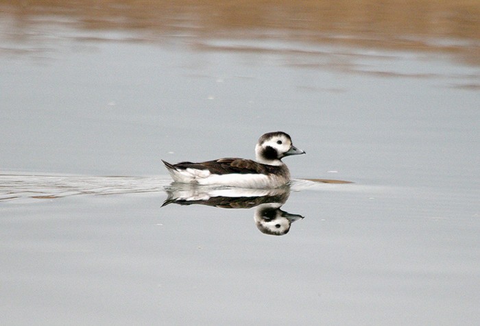 Long-tailed Duck