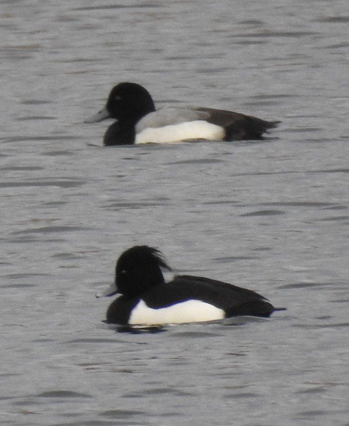 Scaup