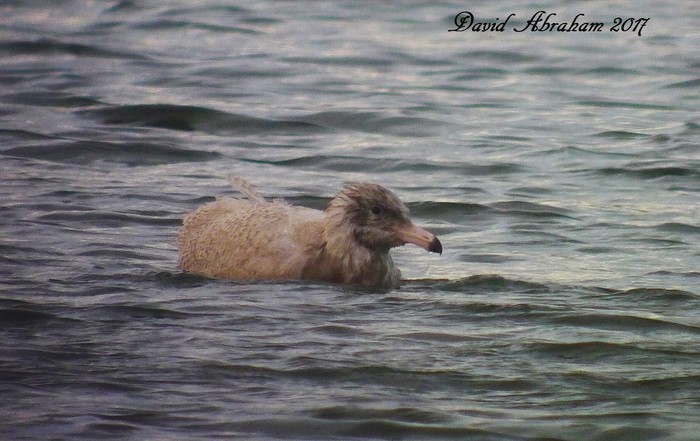 Glaucous Gull