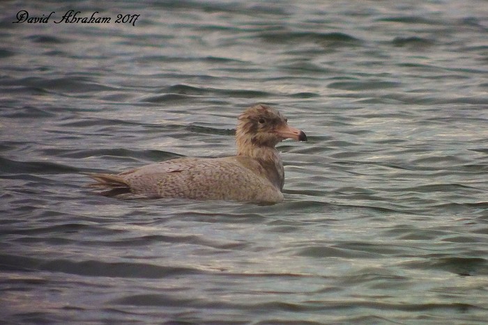 Glaucous Gull