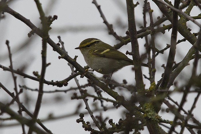 Pallas's Warbler