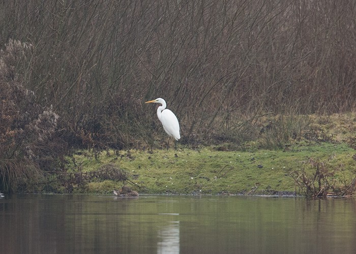 Great White Egret