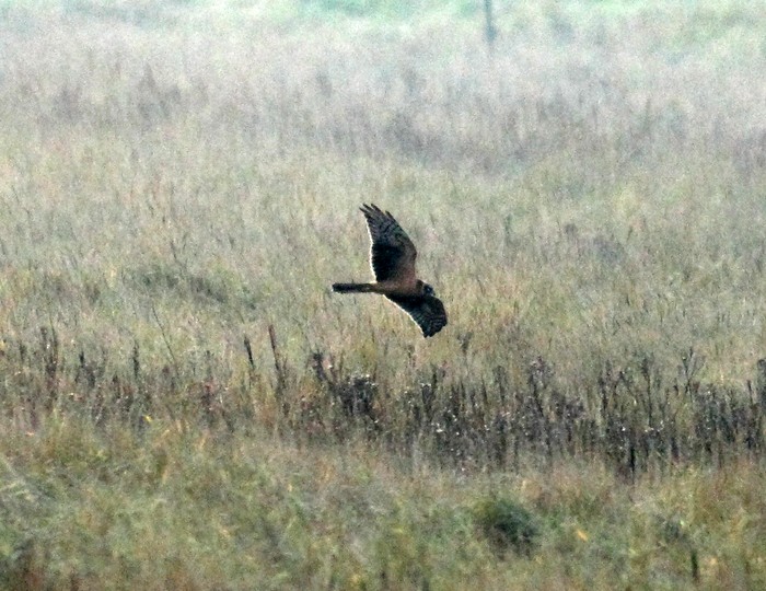 Pallid Harrier