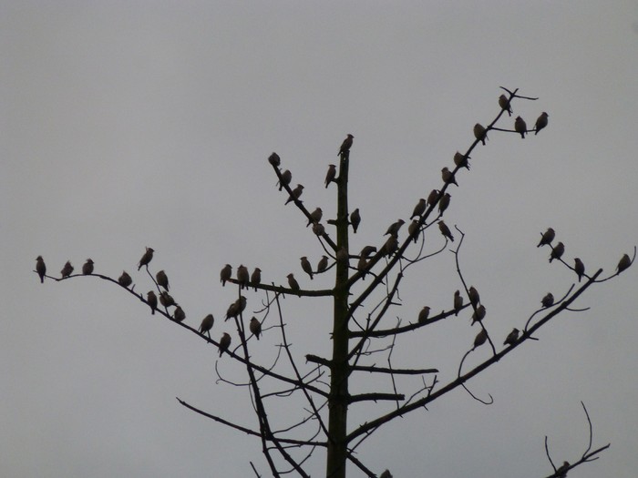Waxwing