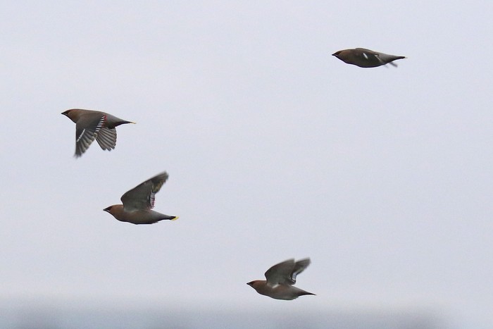 Waxwing
