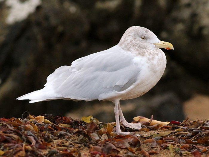 Glaucous Gull