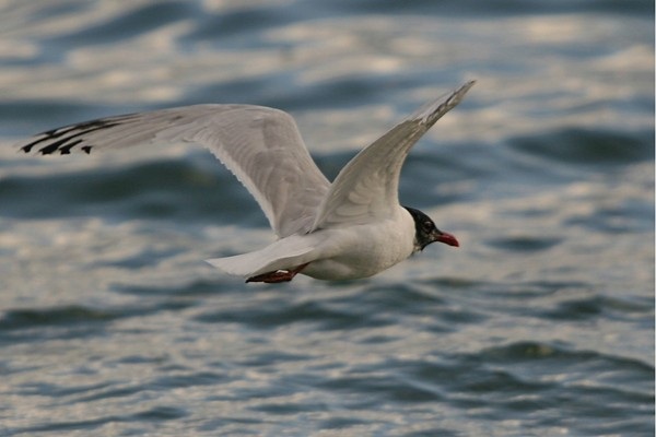 Mediterranean Gull