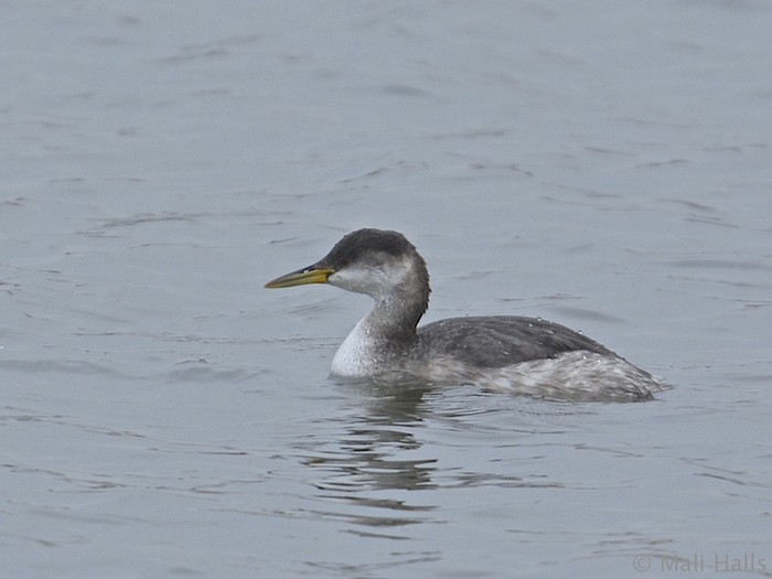 Red-necked Grebe