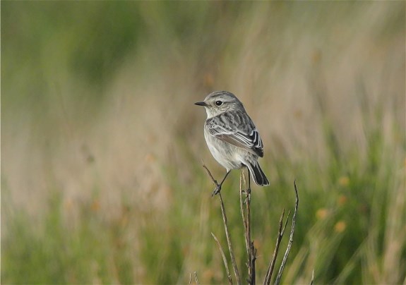 Stonechat