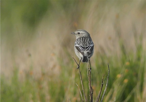 Stonechat
