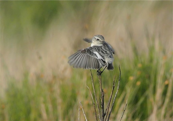 Stonechat