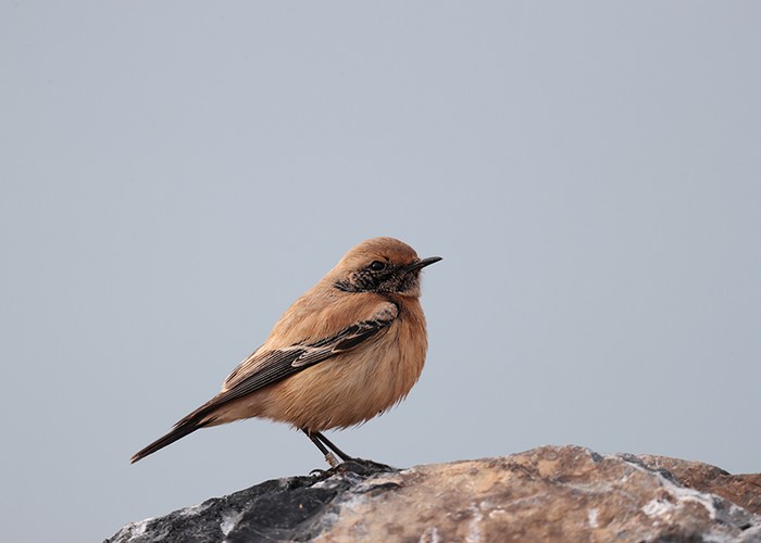 Desert Wheatear