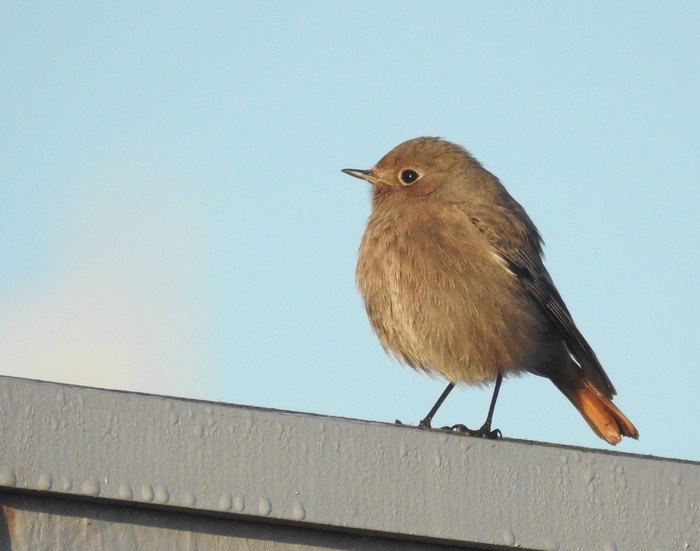 Black Redstart