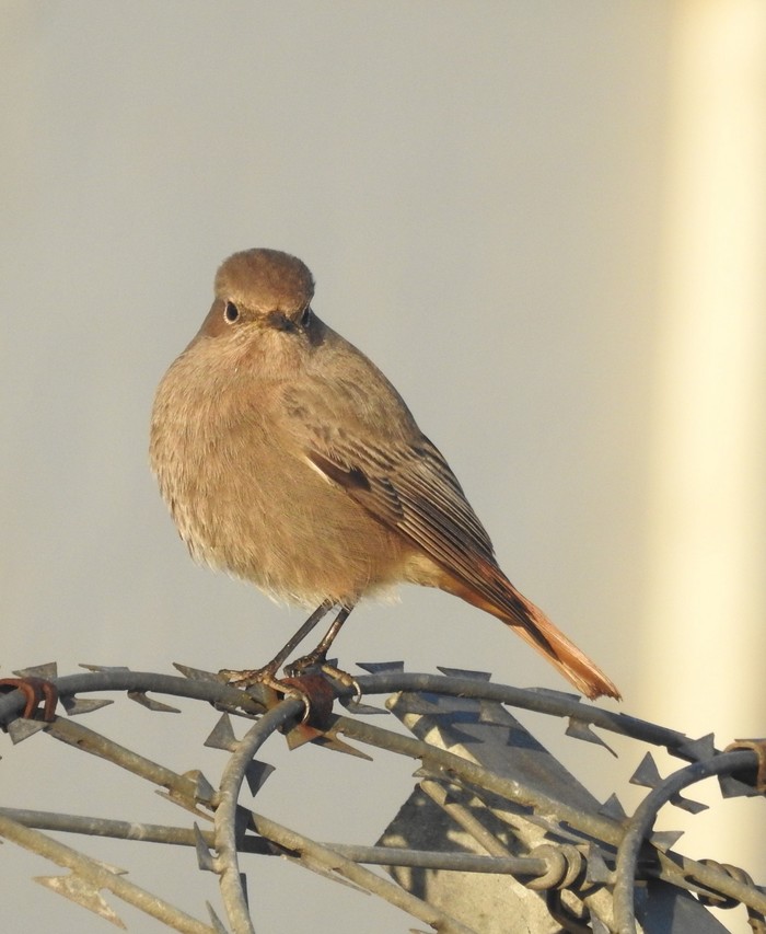 Black Redstart