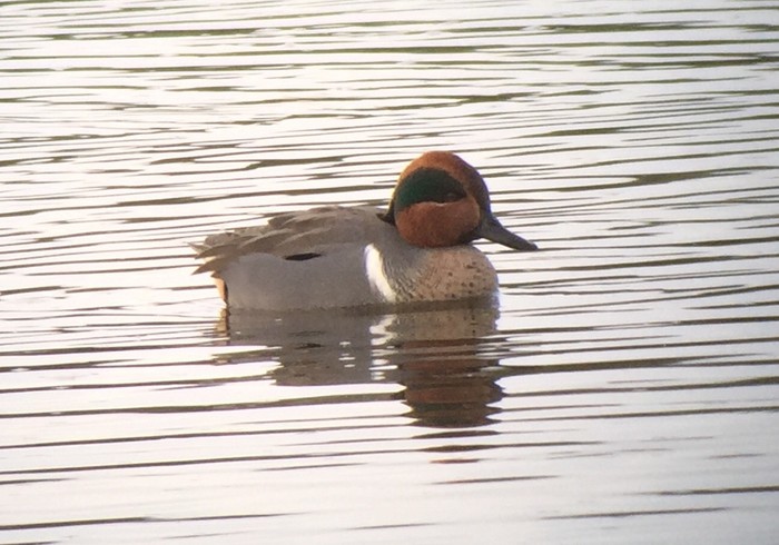 Green-winged Teal