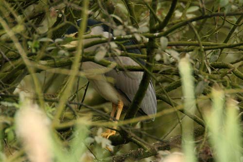Night Heron