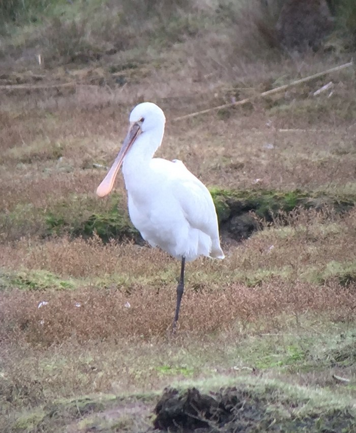 Spoonbill
