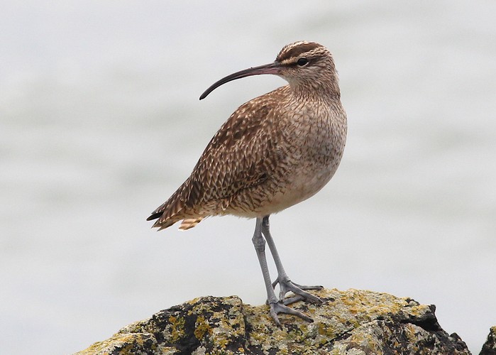 Hudsonian Whimbrel