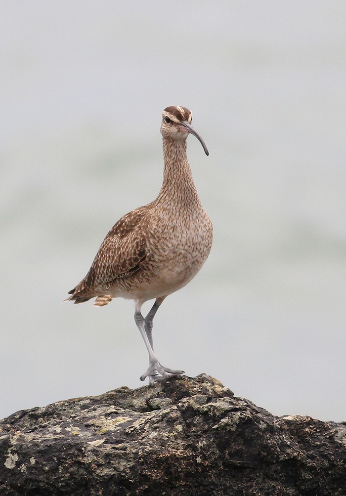 Hudsonian Whimbrel