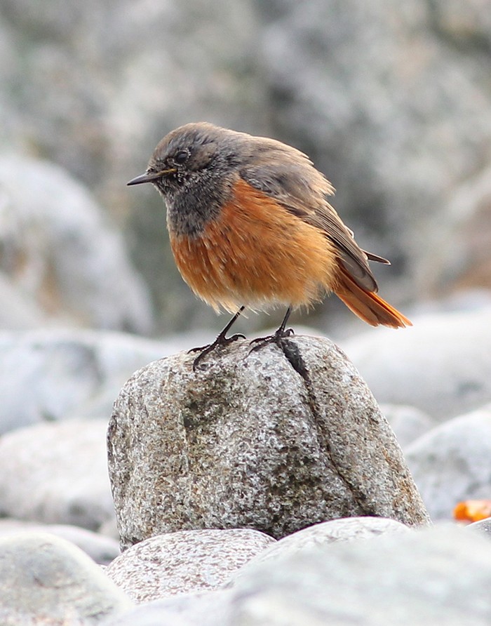 Eastern Black Redstart