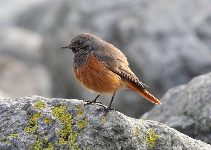 Eastern Black Redstart