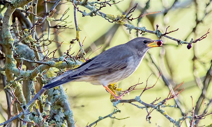 Black-throated Thrush