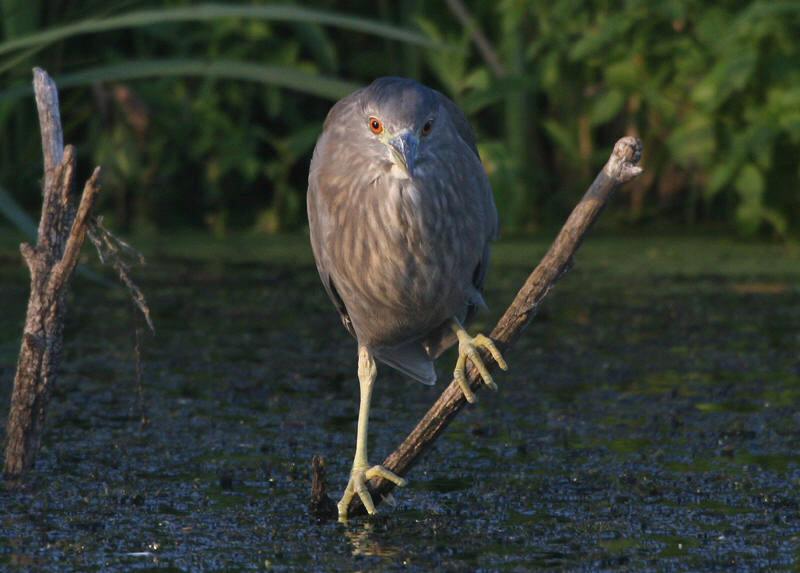 Night Heron