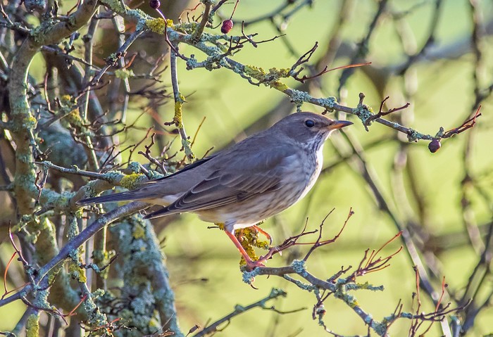 Black-throated Thrush