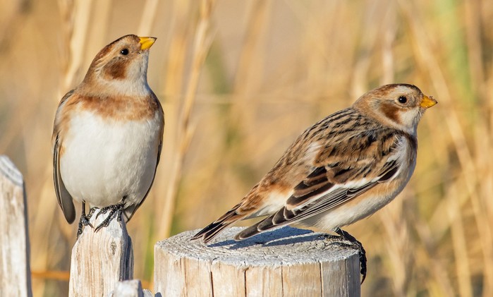 Snow Bunting