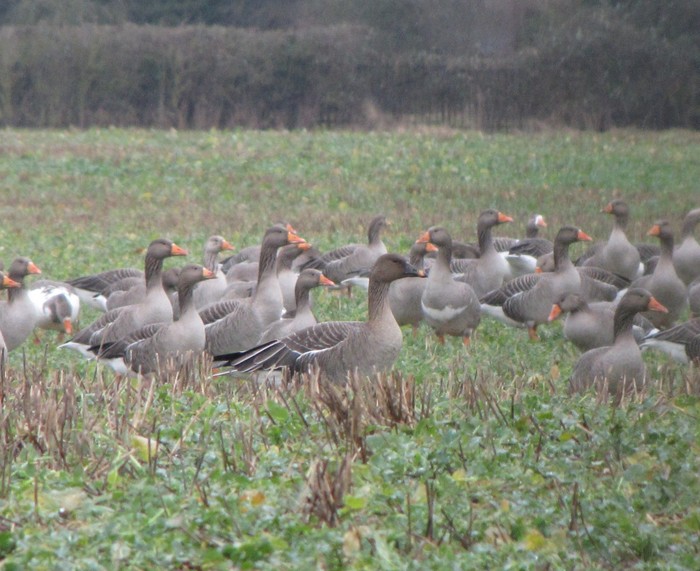 Tundra Bean Goose